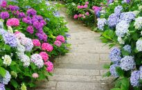 Ponad 1000 nowych krzewów i drzew w Rzeszowie