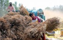 Rząd Indii nieoczekiwanie zakazuje eksportu pszenicy