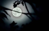 Wyhodowano rośliny w glebie z Księżyca