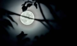 Wyhodowano rośliny w glebie z Księżyca