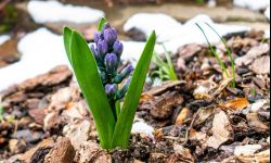 Ściółka ułatwia uprawę kwiatów i warzyw