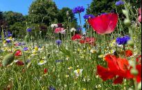 Wyższe i rzadziej koszone. Trawniki w Rzeszowie