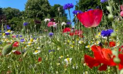 Wyższe i rzadziej koszone. Trawniki w Rzeszowie