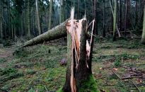 Synoptyk IMGW ostrzega: wichury i burze na północy; wiatr do 95 km/h - może wyrywać drzewa