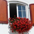 Kaskady pelargonii w oknie