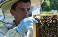 Miodobranie w pasiece  MPWiK w Rzeszowie