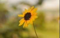 Jak uprawiać topinambur