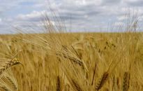 Wiceszef MSZ Ukrainy: wąskie gardła w eksporcie ukraińskiego zboża przez Polskę i Rumunię