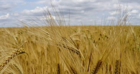 Wiceszef MSZ Ukrainy: wąskie gardła w eksporcie ukraińskiego zboża przez Polskę i Rumunię