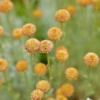 Kraspedia kulista nie tylko na suche bukiety