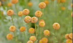 Kraspedia kulista nie tylko na suche bukiety