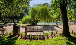 Inwentaryzacja drzew w Rzeszowie. Potrwa rok