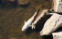 MI: zbieranie próbek wody rozpoczęło się po pierwszych sygnałach o śniętych rybach w Odrze