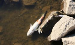 MI: zbieranie próbek wody rozpoczęło się po pierwszych sygnałach o śniętych rybach w Odrze