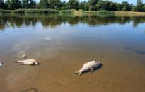 MSWiA: komendant główny policji wyznaczył 1 mln zł nagrody za pomoc w wykryciu sprawców katastrofy