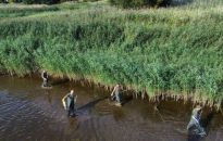 Anna Moskwa: wysokie zasolenie Odry mogło aktywować substancje toksyczne w wodzie lub w osadzie dennym