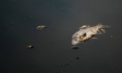 Dpa: podejrzenie, że przyczyną śmierci ryb była rtęć nie zostało potwierdzone