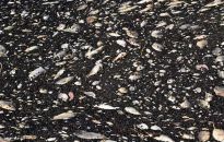 Strażacy odłowili z Odry około stu ton śniętych ryb