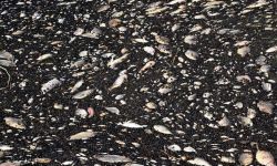 Strażacy odłowili z Odry około stu ton śniętych ryb