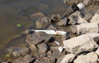 Wojewoda zachodniopomorski: pierwsze śnięte ryby w granicach Szczecina