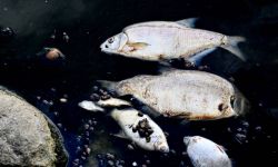 Gosk: po sygnałach o śnięciu ryb próbki wody z Odry zaczęto pobierać 28 lipca