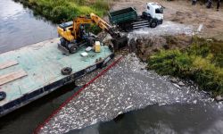 Państwowy Instytut Badawczy: jeszcze dziś zostaną zakończone badania nad kolejnymi próbkami śniętych ryb