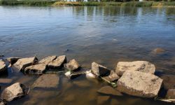 Wojewoda zachodniopomorski: w Odrze są żywe ryby, wiele pływa przy powierzchni przez braku tlenu w wodzie