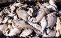 Wojewoda zachodniopomorski: wczoraj sytuacja na Odrze była lepsza; dzisiaj wyłowiliśmy 6,5 tony śniętych ryb