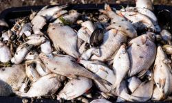 Wojewoda zachodniopomorski: wczoraj sytuacja na Odrze była lepsza; dzisiaj wyłowiliśmy 6,5 tony śniętych ryb