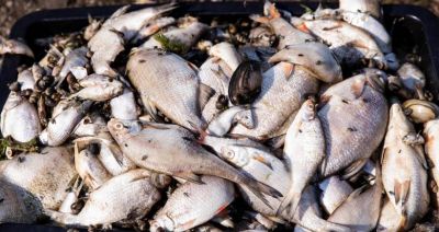 Komendant główny PSP: odłowiliśmy z Odry 202 tony martwych ryb