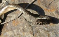 Jeśli nie żmija, to co? Gniewosz plamisty! 