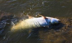 Eksperci PAN: nie można twierdzić, że katastrofa ekologiczna na Odrze miała przyczynę naturalną