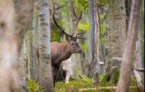 W Bieszczadach rozpoczęło się rykowisko jeleni