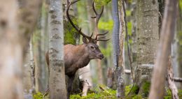 W Bieszczadach rozpoczęło się rykowisko jeleni