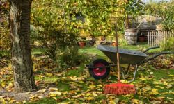 W Rzeszowie suche liście można oddawać ze śmieciami