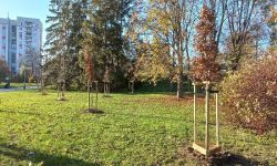 Do końca listopada pół tysiąca nowych drzew w Rzeszowie