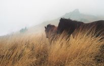 Po Podkarpaciu błądzi jesień... Zdjęcia Tadeusza Budzińskiego
