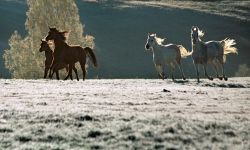 Po Podkarpaciu błądzi jesień... Zdjęcia Tadeusza Budzińskiego