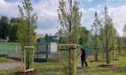 Pół tysiąca nowych drzew do listopada w Rzeszowie