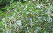 W pobliżu Lisiej Góry powstanie ogród deszczowy