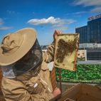 Wytruto im pszczoły. Założyli Bank Pszczeli i pomagają