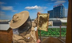 Wytruto im pszczoły. Założyli Bank Pszczeli i pomagają