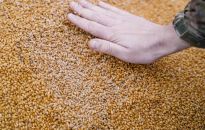 Ministrowie rolnictwa Polski, Bułgarii, Rumunii, Słowacji i Węgier napisali list do KE ws. importu z Ukrainy