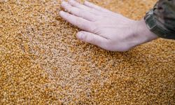 Ministrowie rolnictwa Polski, Bułgarii, Rumunii, Słowacji i Węgier napisali list do KE ws. importu z Ukrainy