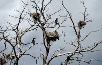 Kujawsko-pomorskie: areszt dla mężczyzn podejrzanych o zabicie kilkuset piskląt kormoranów