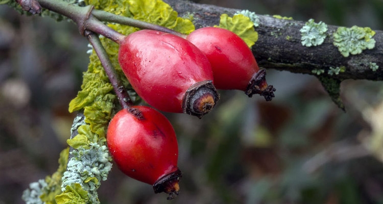 Dzika róża. Fot. Pixabay