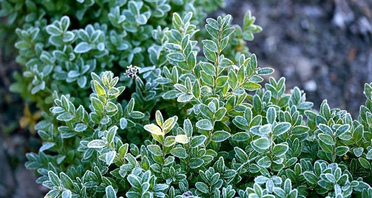 Przymrozek pojawia się od kilku dni? Czas zabezpieczyć rośliny przed zimą. Fot. Pixabay