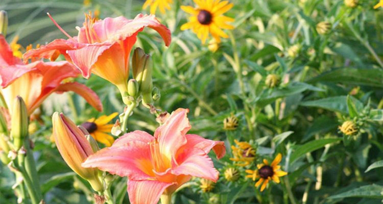 Rabata kwiatowa powinna cieszyć oko o różnych porach roku. Fot. Pixabay