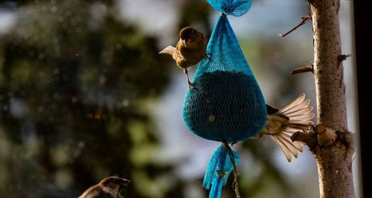 Fot. Janusz Witowicz