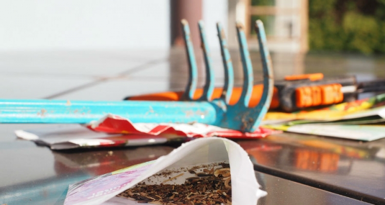 W polskich warunkach najlepiej sprawdzają się nasiona rodzimych producentów. Fot. Pixabay